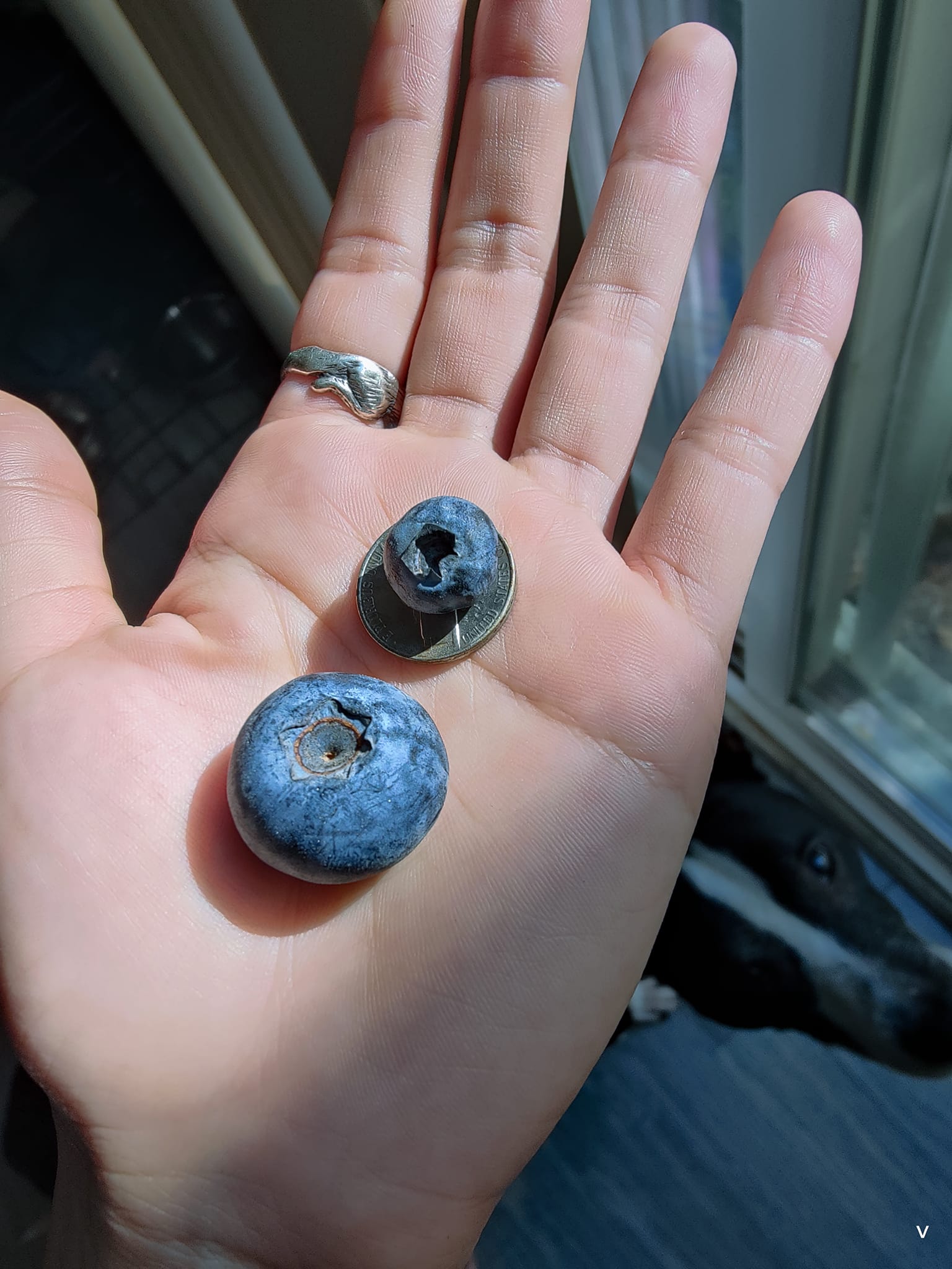 When did blueberries get so big?
