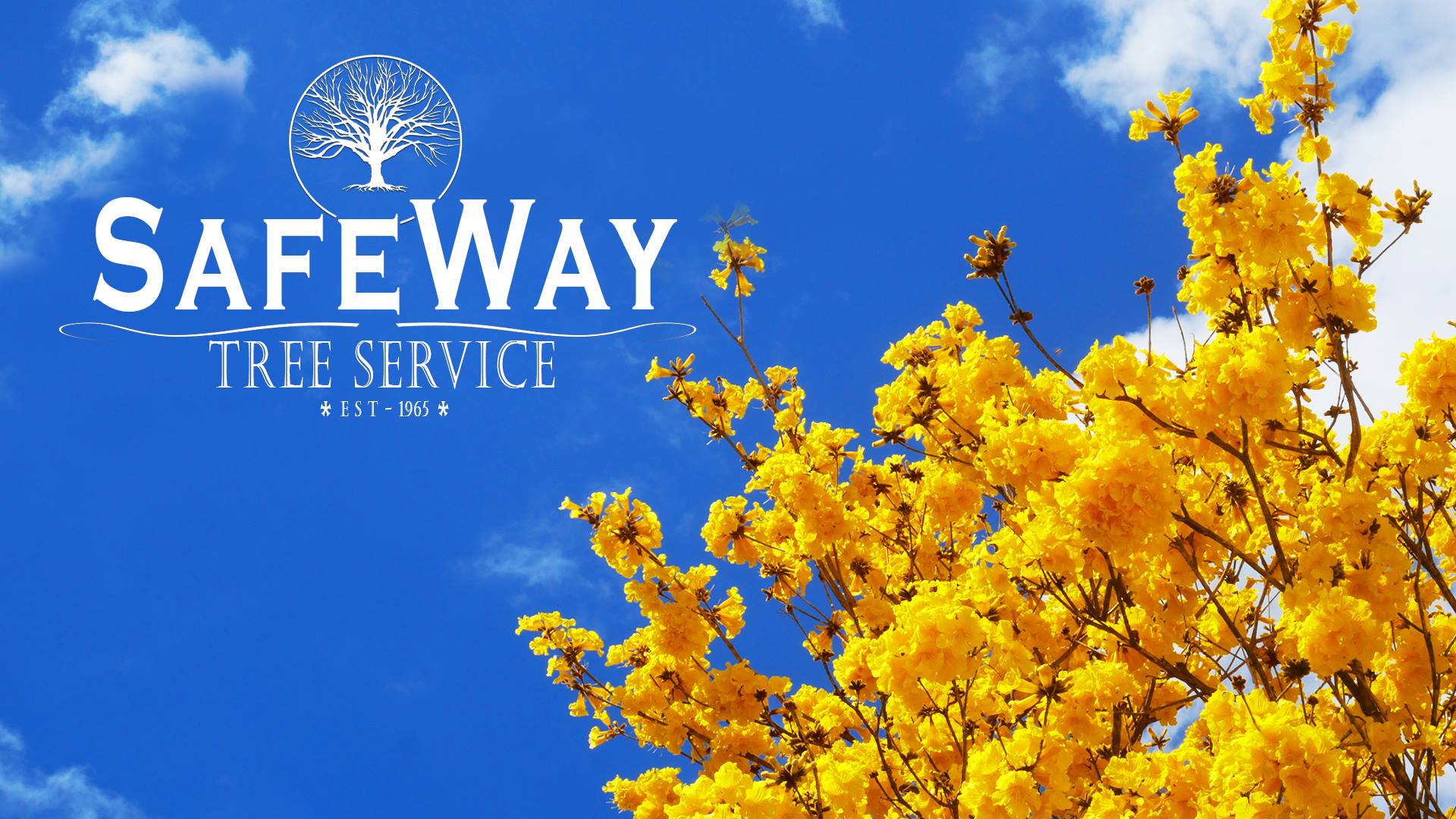 SafeWay Tree Service | Brisbane QLD