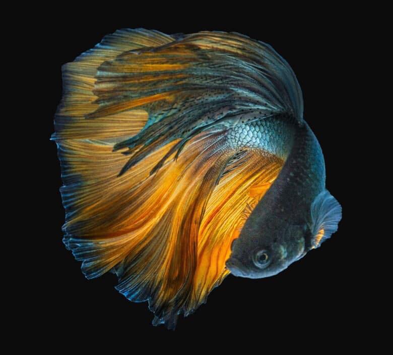战斗鱼 War Betta Fish