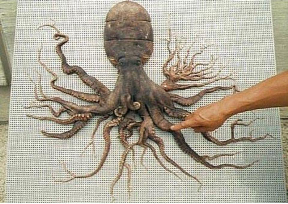 Octopus with 96 tentacles found in Japan in 1998