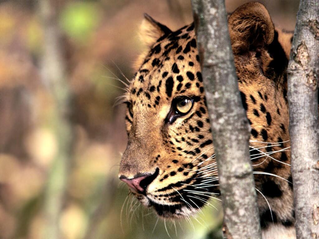 Species Extinction, A growing problem. - The Amur leopard (Panthera ...