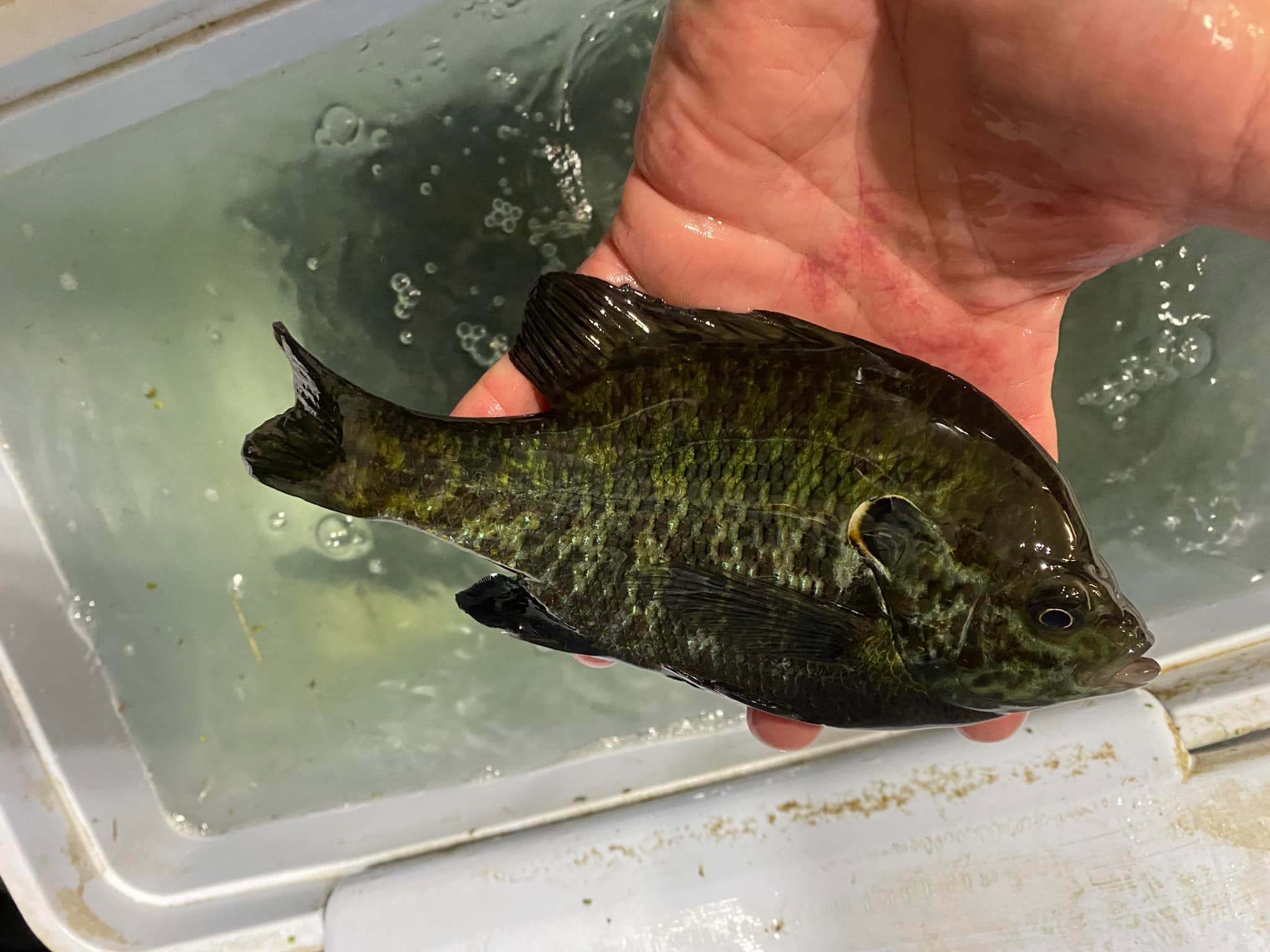 Shellcracker Fishing Club | Facebook