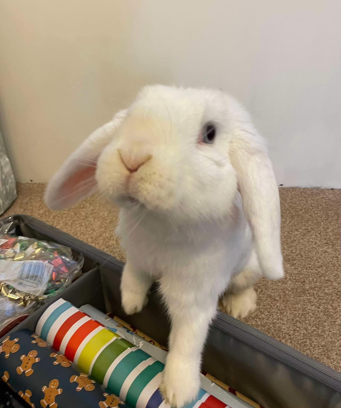 Lovely Lilith is still... - Shrewsbury Rabbit Rescue