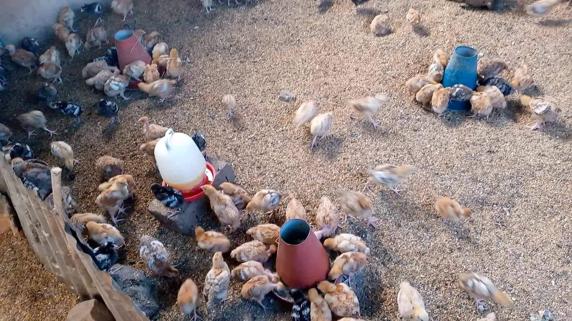 Makongolosi Poultry Farm | Mbeya