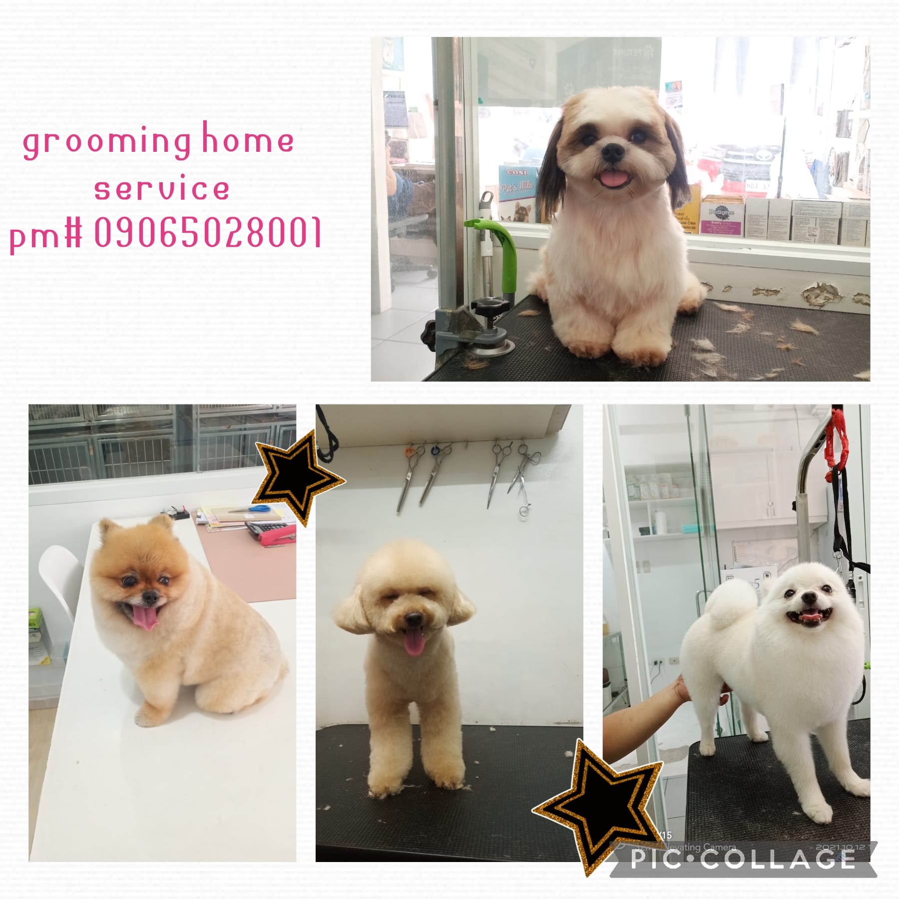 Photo inspiration: Picture Idea: Furrpaws Pet Grooming Home Service