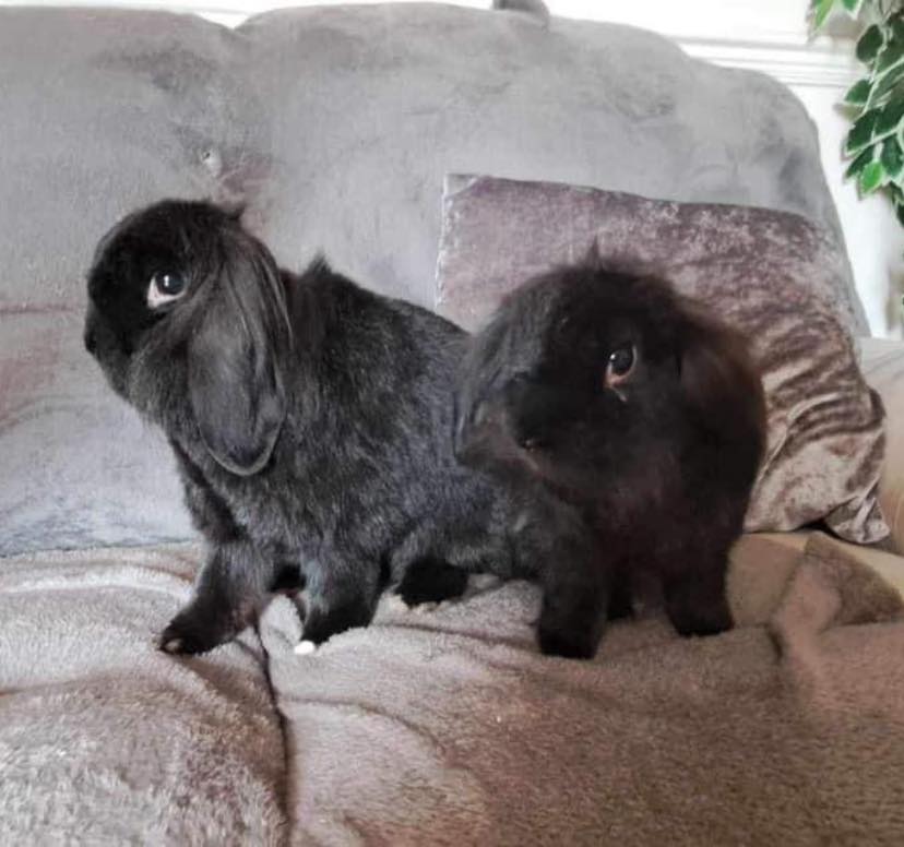 How do fluffy brothers Archie... - Shrewsbury Rabbit Rescue