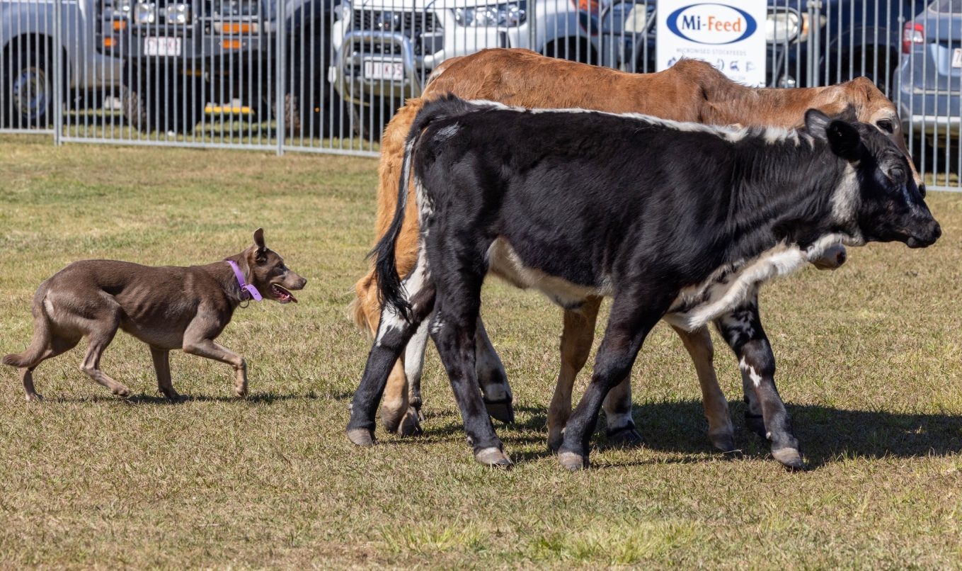 Pine Rivers Show 2025