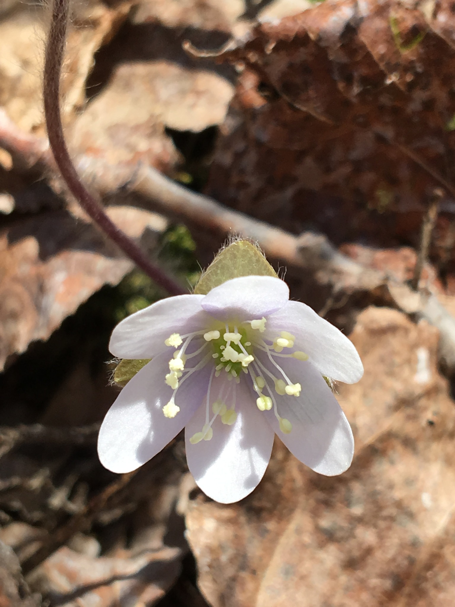 Saint Croix National Scenic Riverway - What's Blooming Wednesday April ...