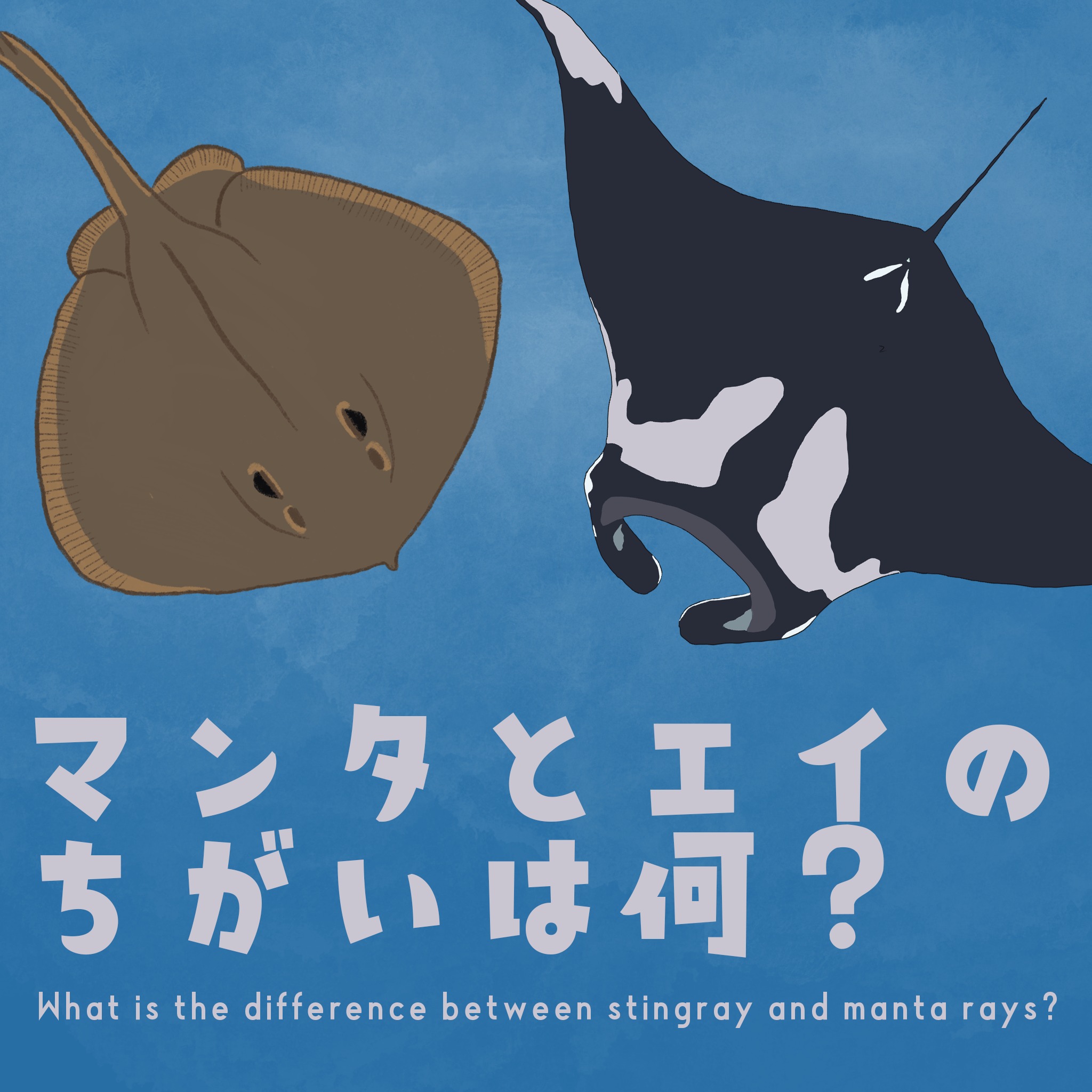 マンタ エイ 違い
