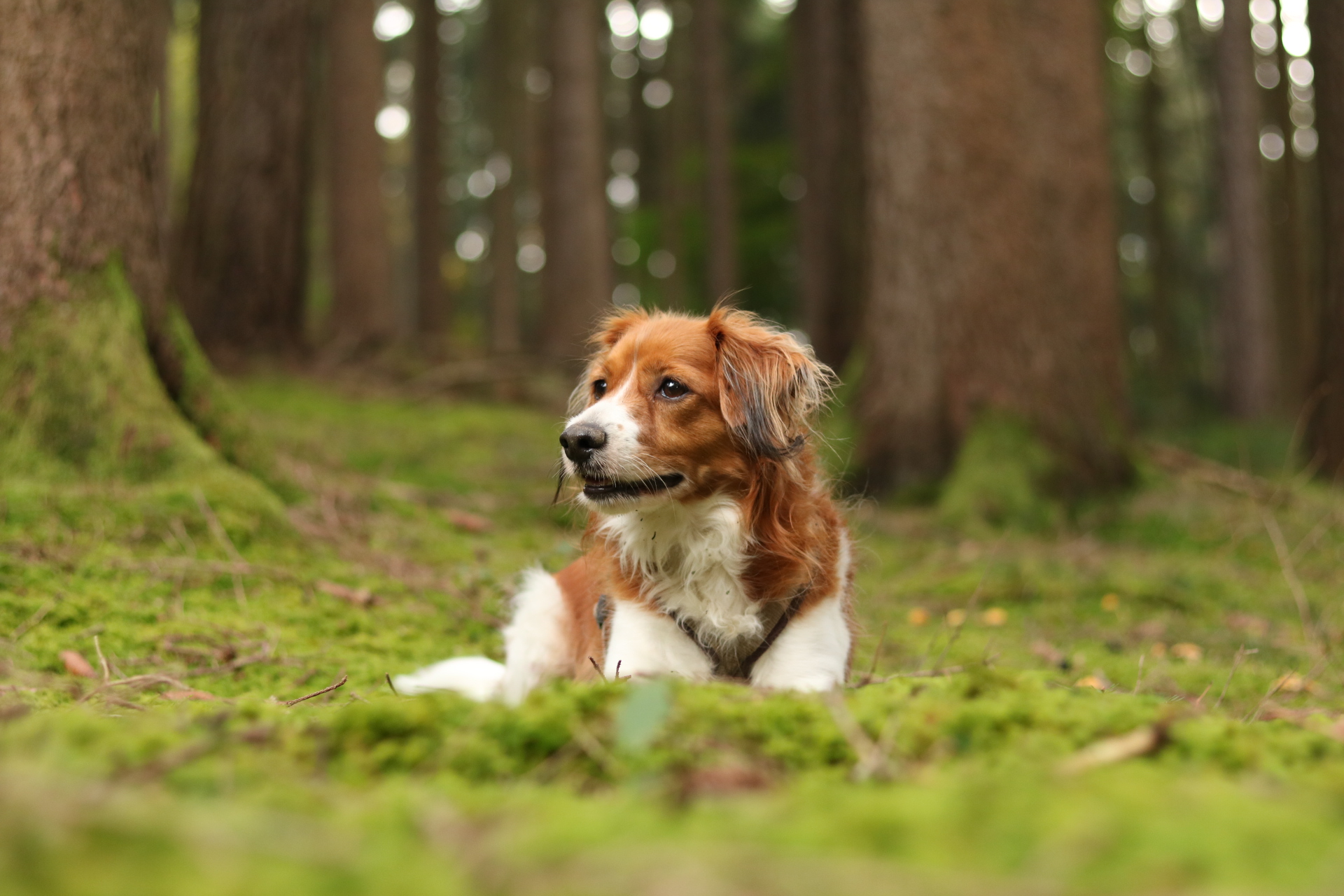 Segmller Hunde Erlaubt