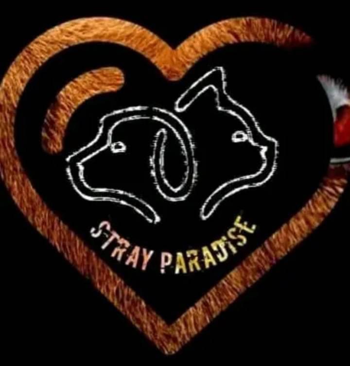 Stray Paradise - To those who have been judging us Just... | Facebook