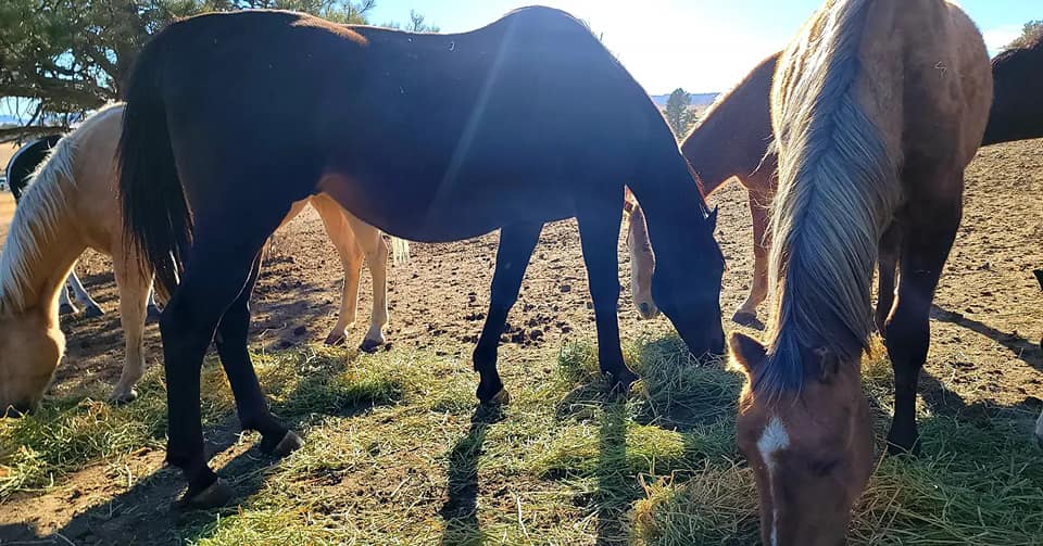 Castaways Ranch - These beautiful kiddos started out as QT... | Facebook