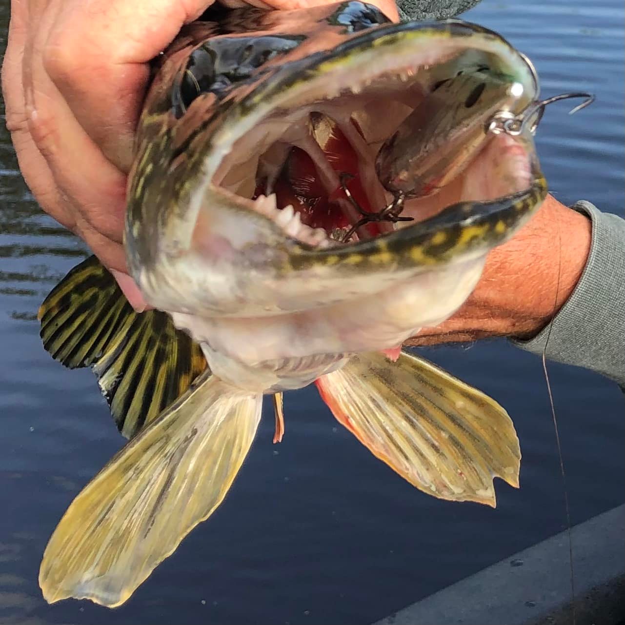 ugly stik gx2 6' light Carbon Inshore Spinning Rod Length:7'2 Hd Spinning Berkley Cherrywood Fish pictures taken for nautical pendants
