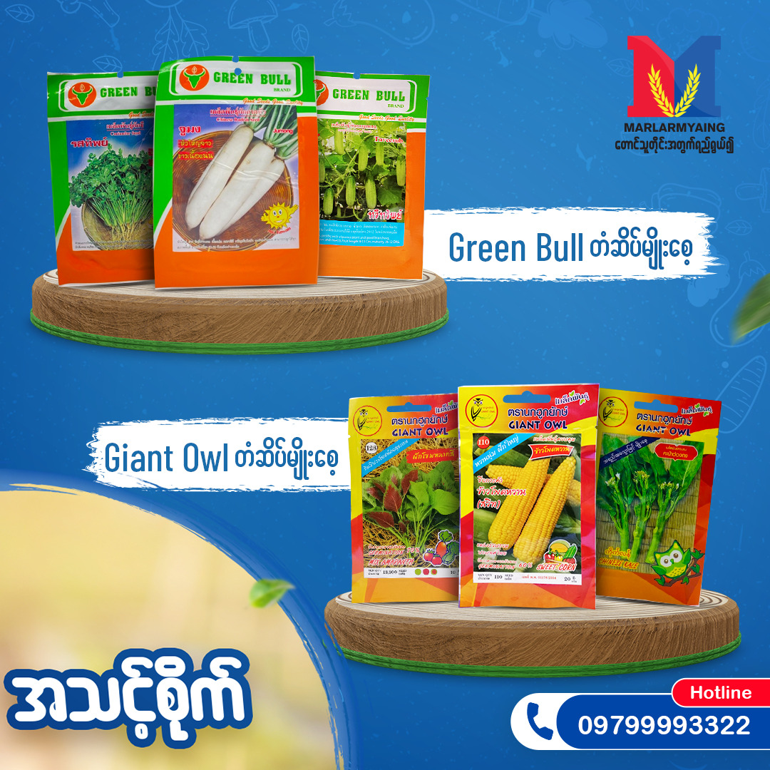 Marlarmyaing - Green Bull တံဆိပ်မျိုးစေ့ GB Trave Sab သခွား ကုလားအော ...