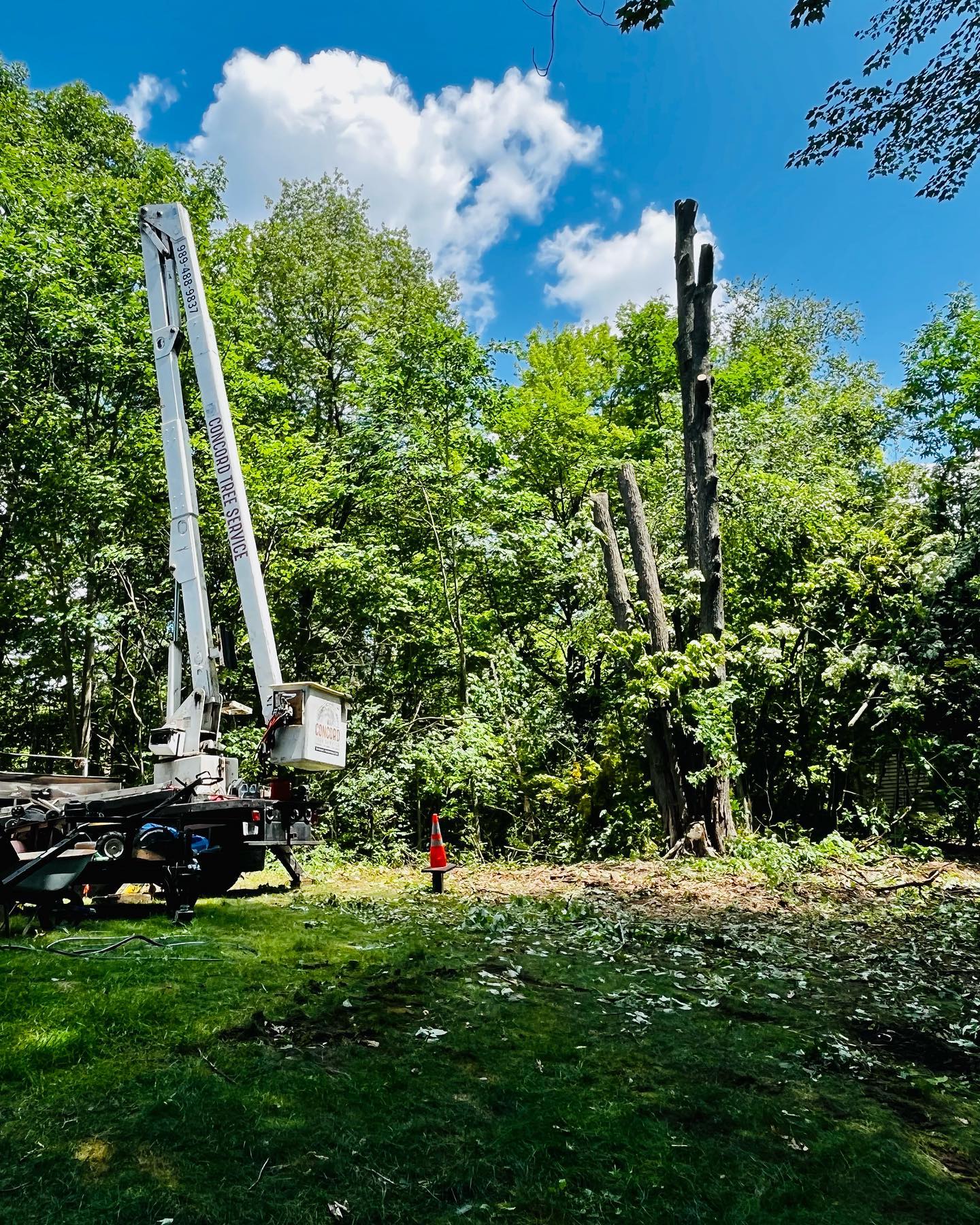 Concord Tree Service | Midland MI