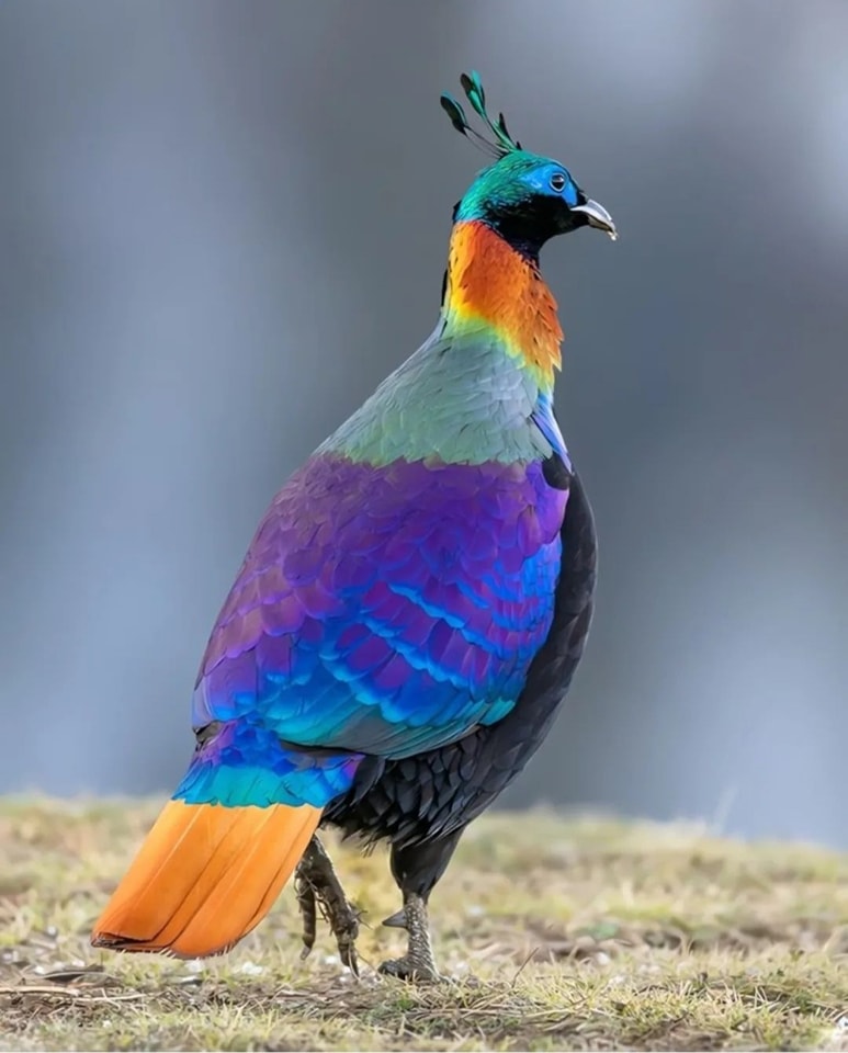 Wondershots - Himalayan Monal. 📸: @jxjinjin | Facebook