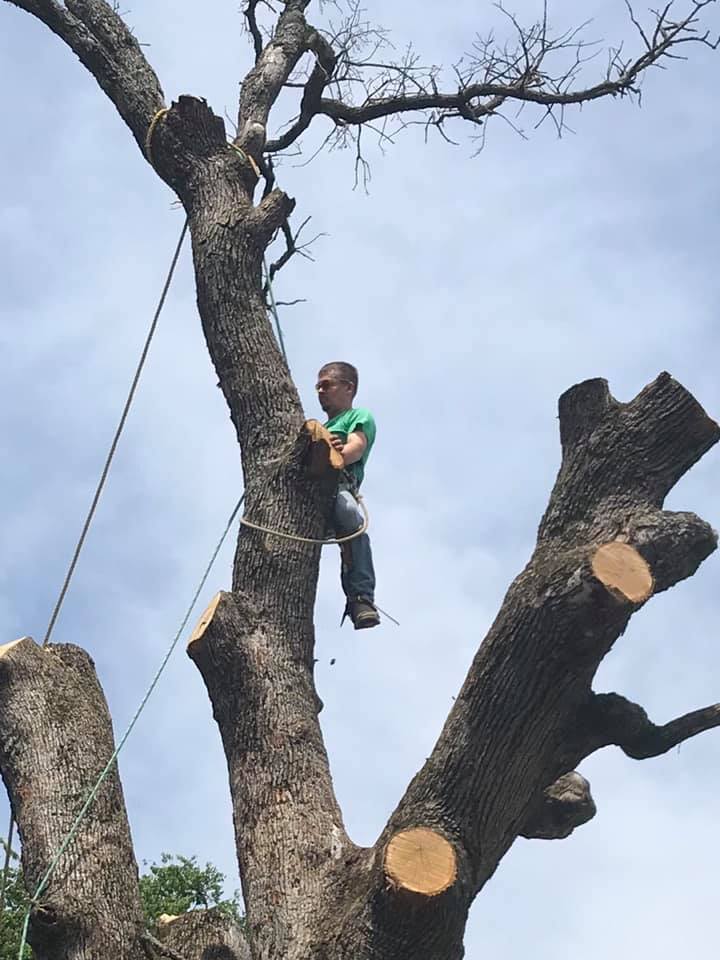 Reeves Tree Service