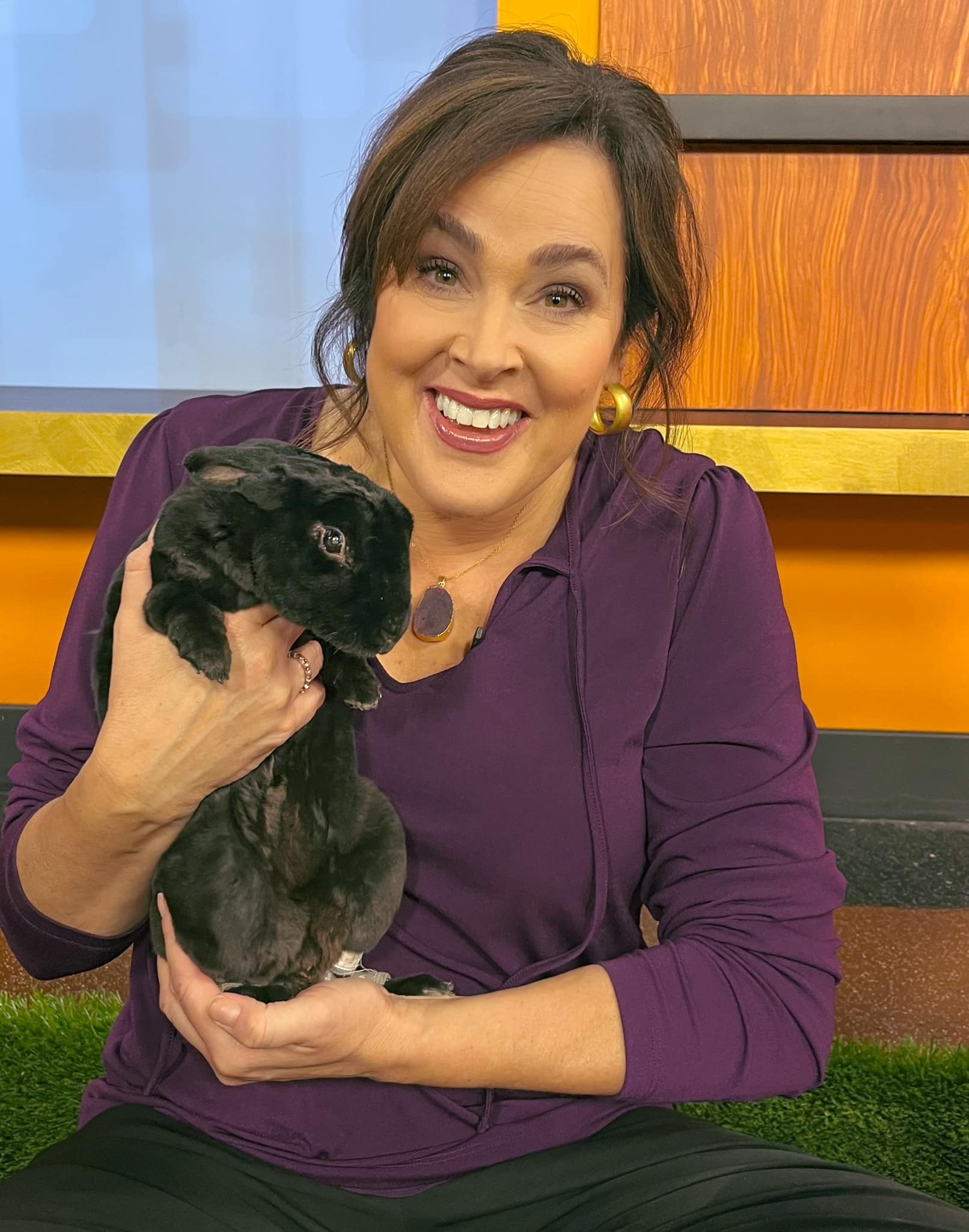 Molly Fay - 🚨 Cuteness overload 🐰!! Elvis is a Rex rabbit... | Facebook