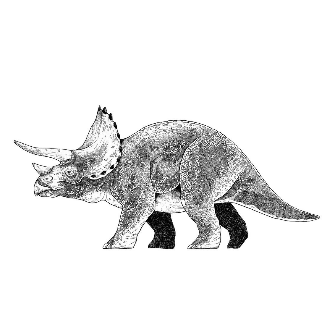 Gavin Ross Rutherford Illustration
