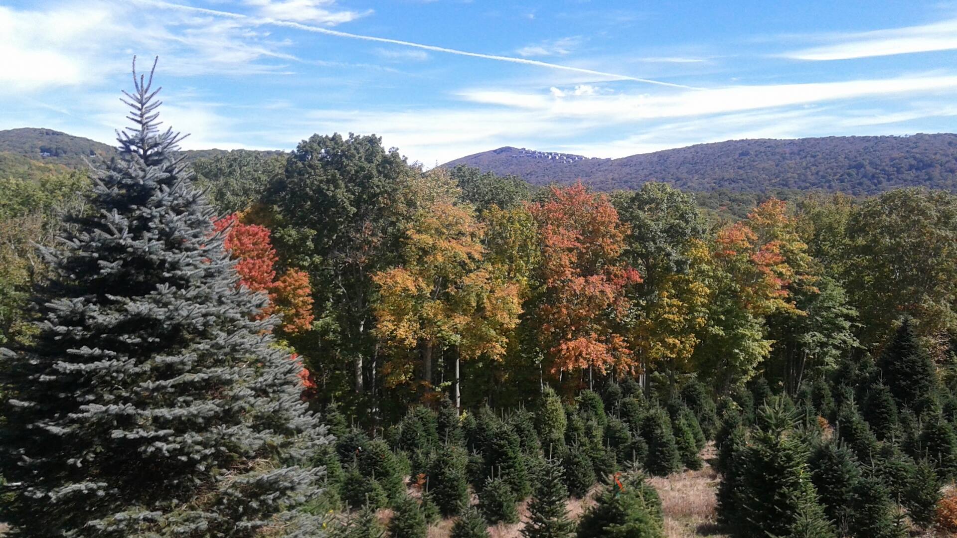 Hickory Nut Christmas Tree Farm | Newland NC