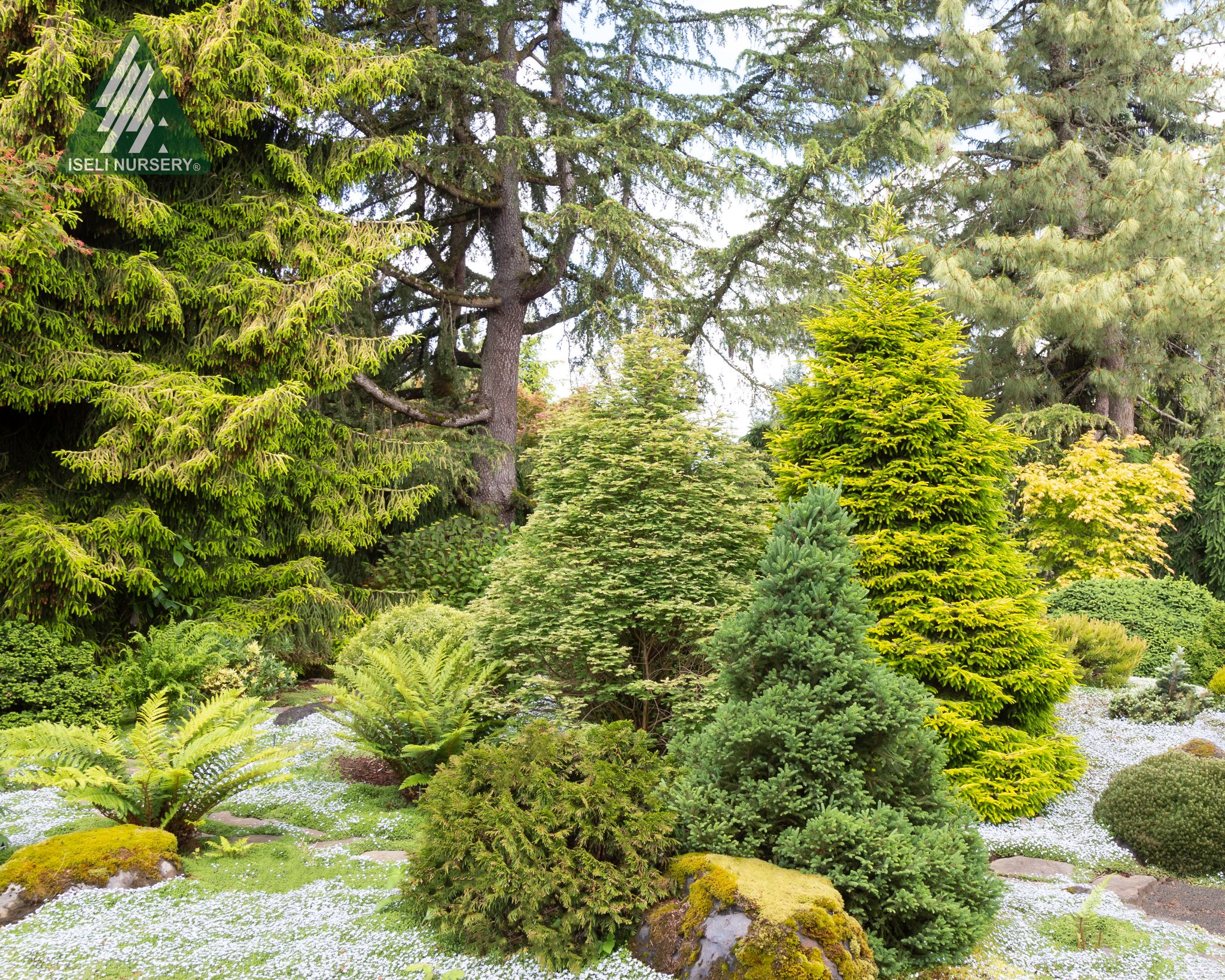 This section of the garden is looking magical, floating on a
