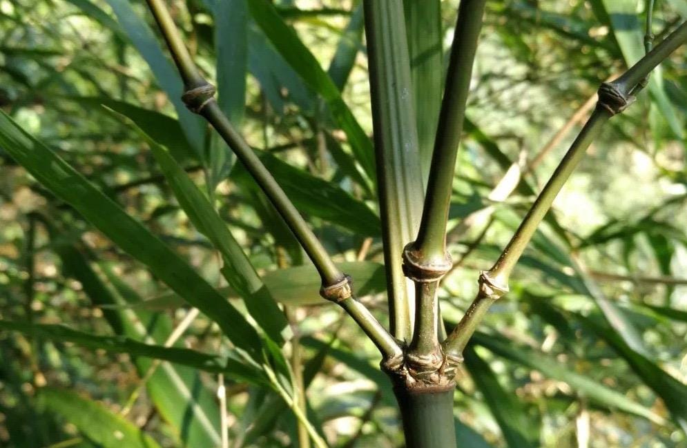 東方竹 - #筇竹 #新品種 雲南昭通發現了世界上唯一分佈的竹類植物新品種，目前暫時命名為“羅漢方竹”。... | Facebook