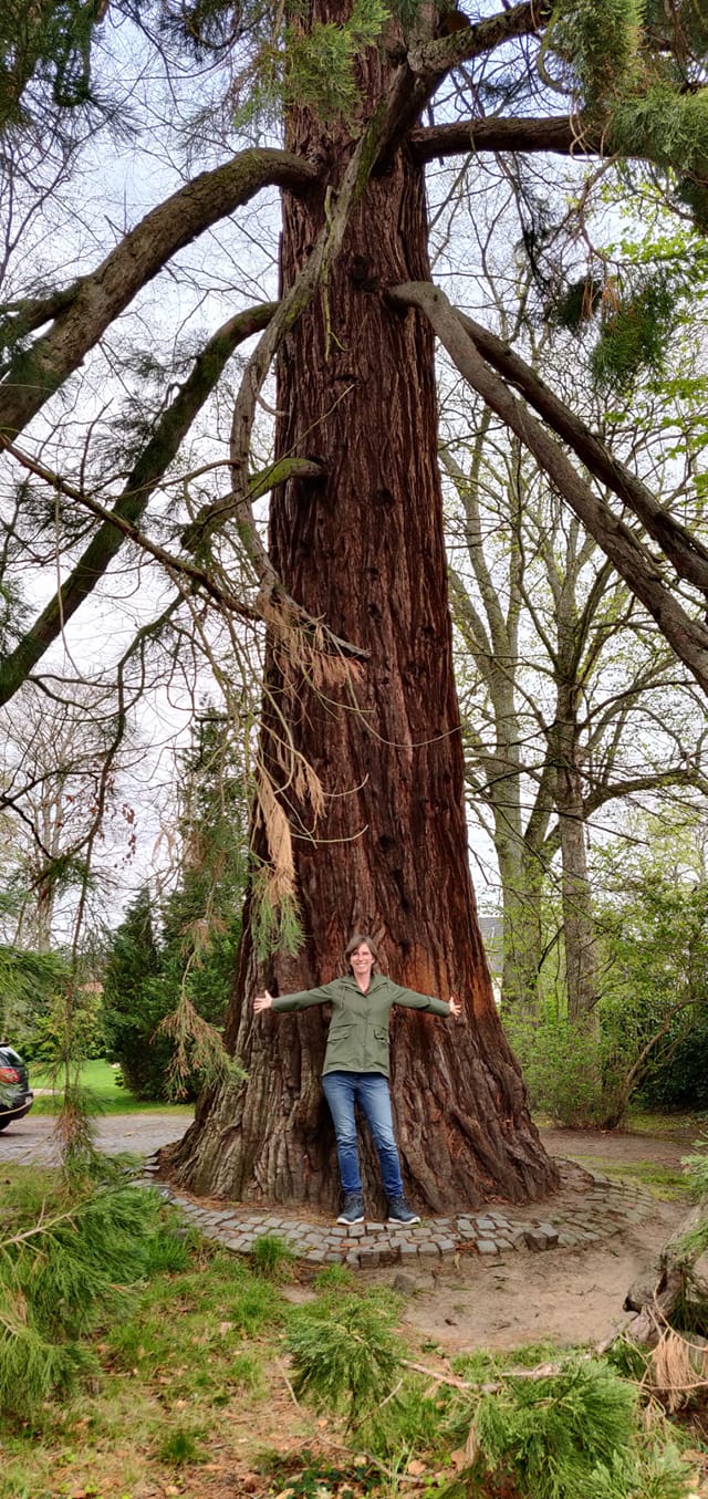 5 Semi Di Sequoia Gigante (Sequoiadendron Giganteum) - Pianta Perenne - GreenSeed