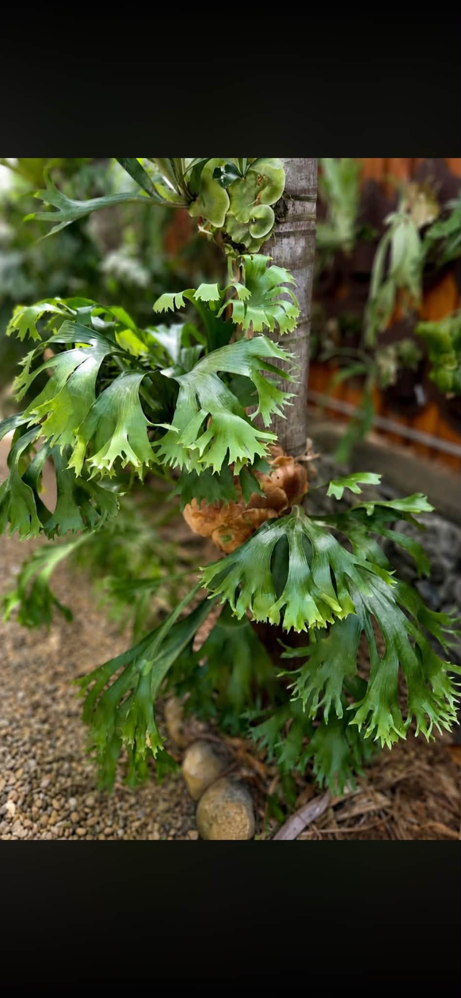P.hillii 'Rod Pattison' staghorn grown in Australia