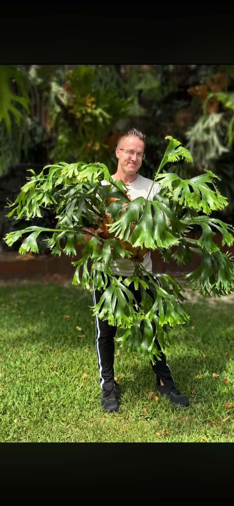 P.hillii 'Rod Pattison' staghorn grown in Australia