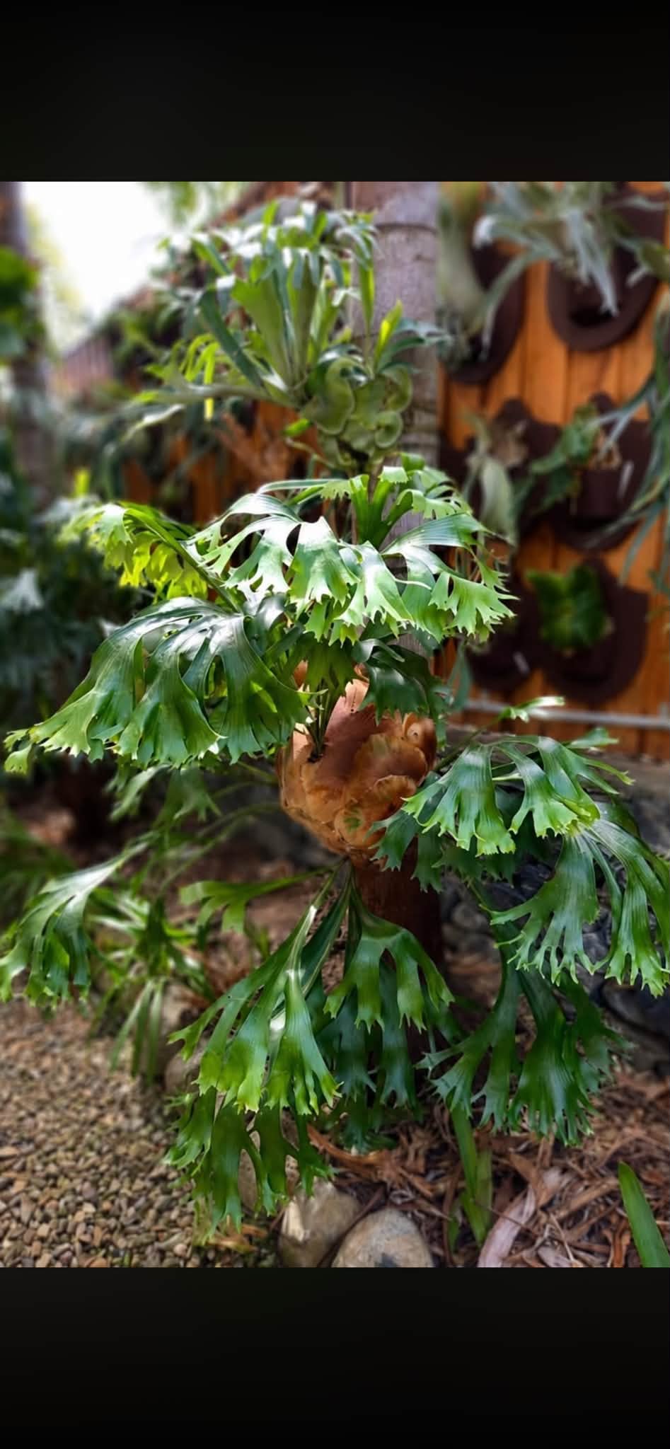 P.hillii 'Rod Pattison' staghorn grown in Australia