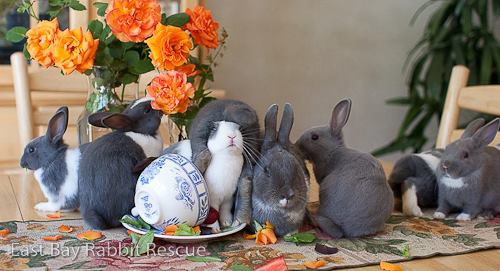 East Bay Rabbit Rescue | Livermore CA