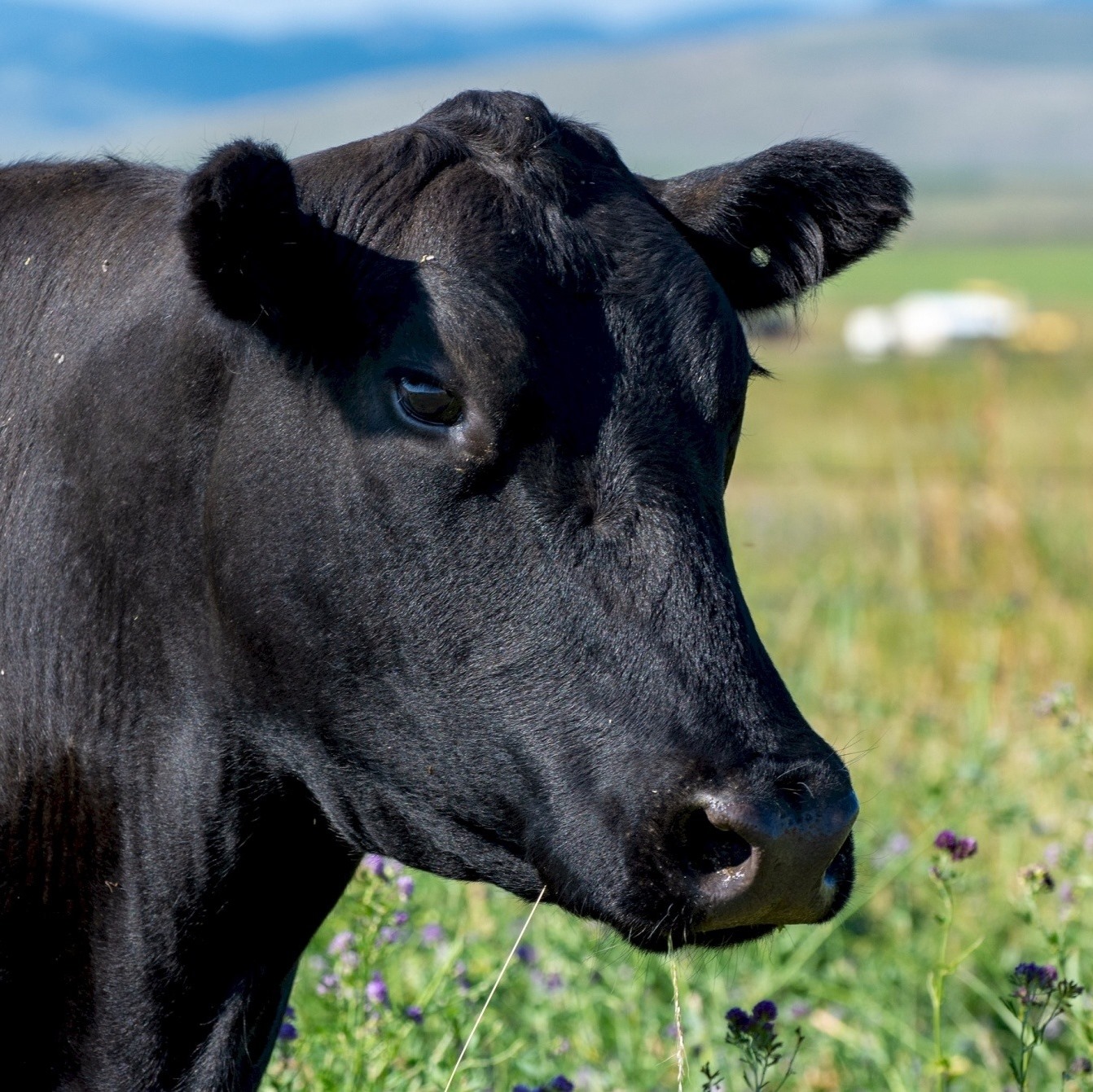 4 beef available. These are grain... - Yoder Cattle Co. | Facebook