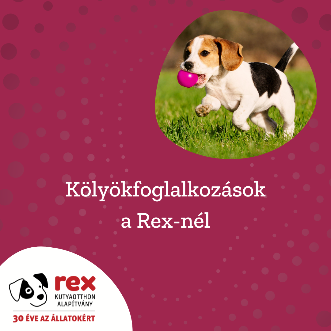 Rex Kutyaiskola - 🍼 Kölyökfoglalkozások a Rex-nél!...