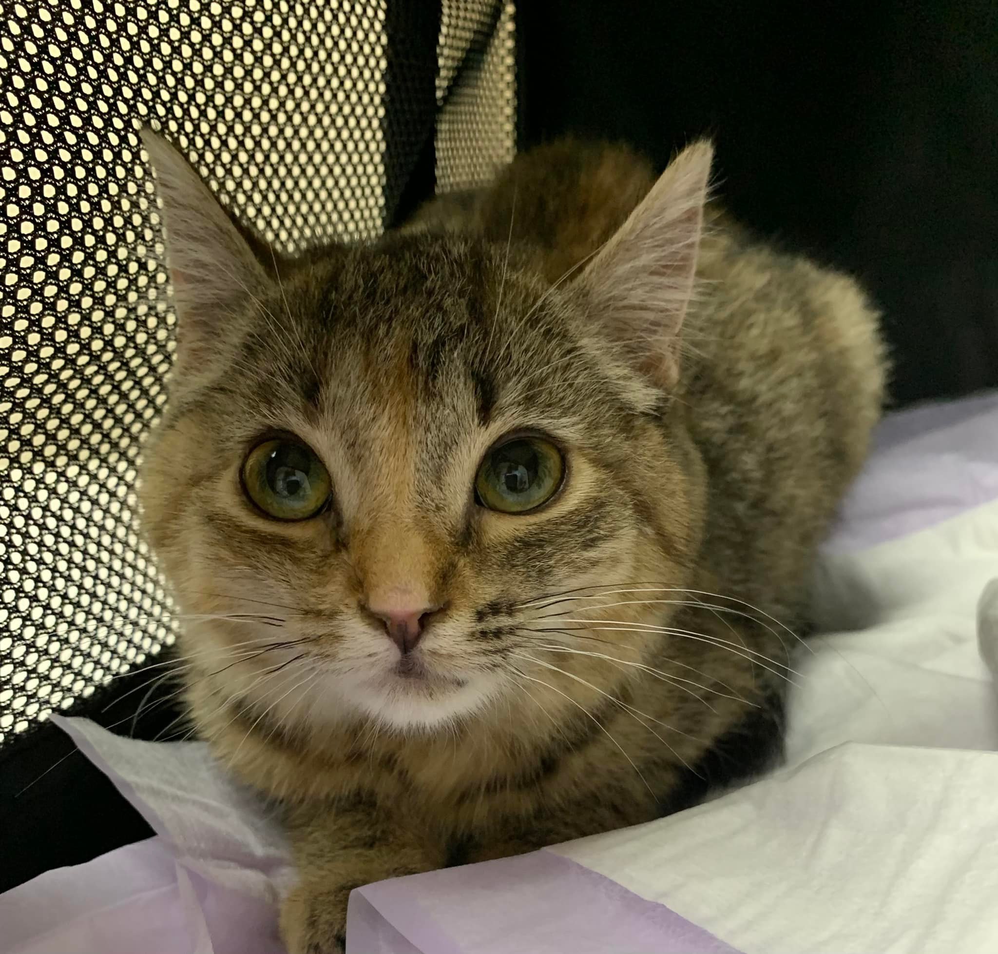 When do cats show improvement after B12 injections?