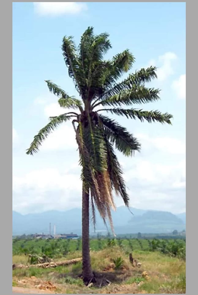 Igbo History - Palm tree is Most Valuable Igbo Tree part... | Facebook