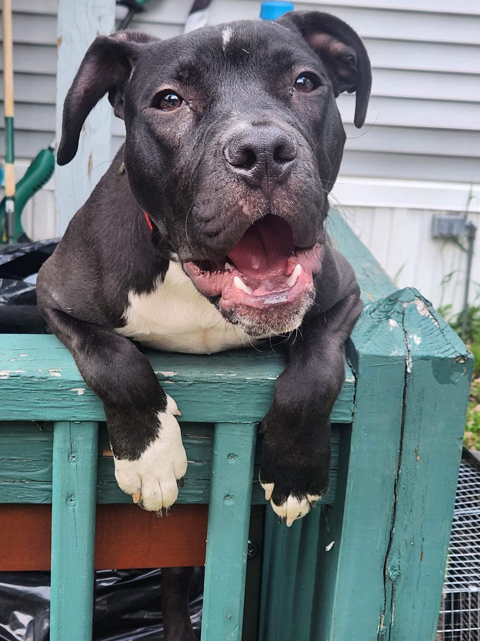 Zed is 2–3 years old, 65 pounds, and has the kind of face that