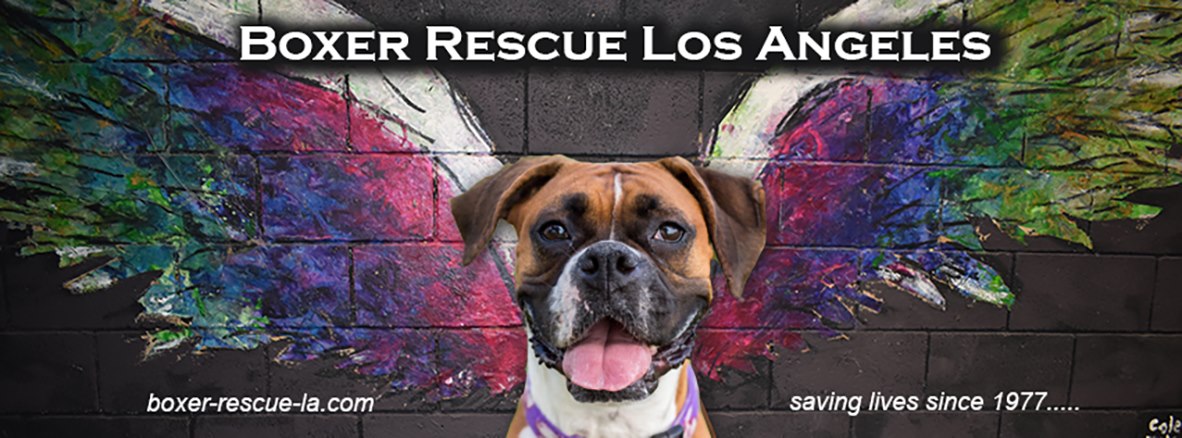 Boxer Rescue LA