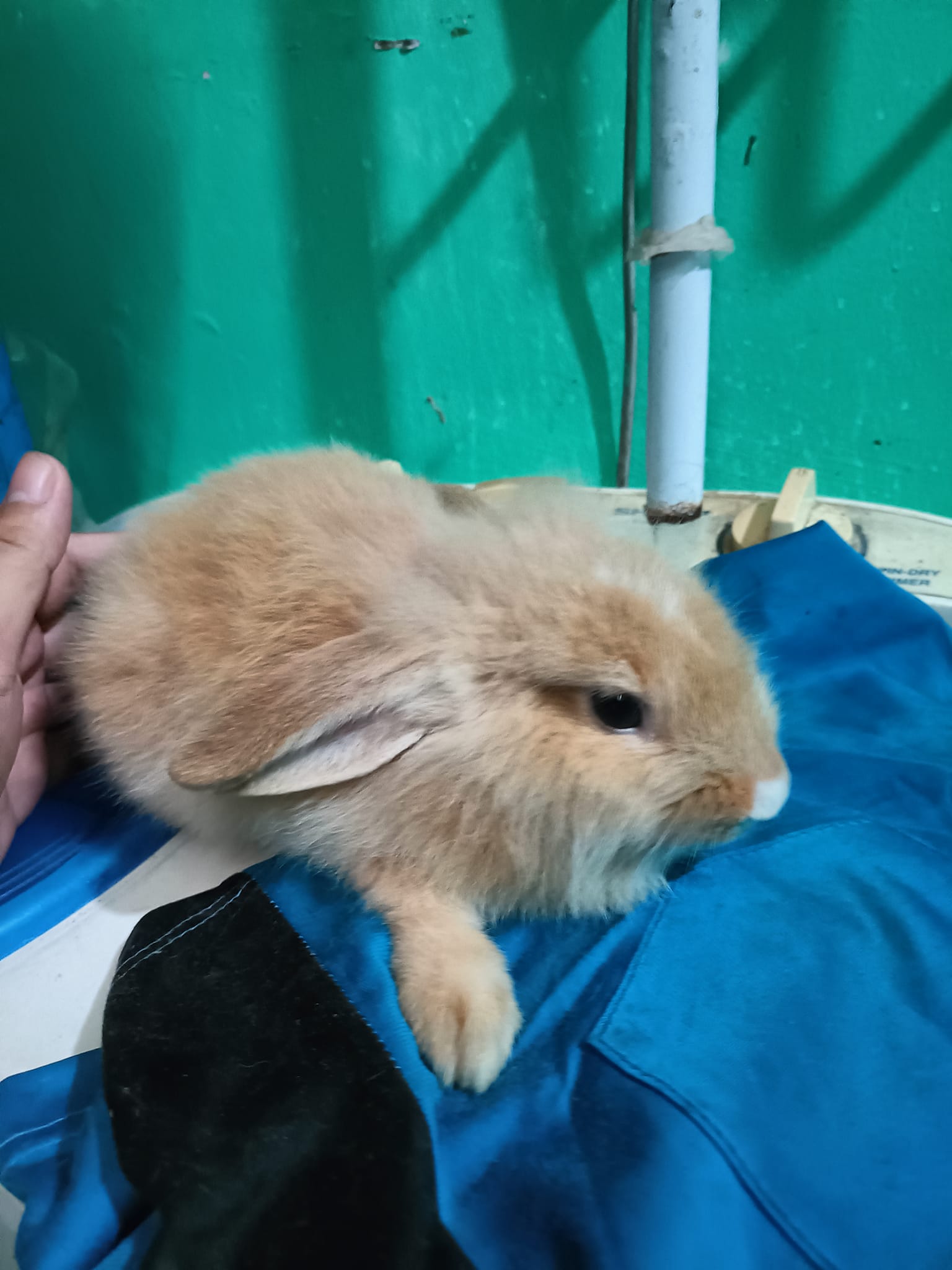 Hailey's rabbitry | Tanza