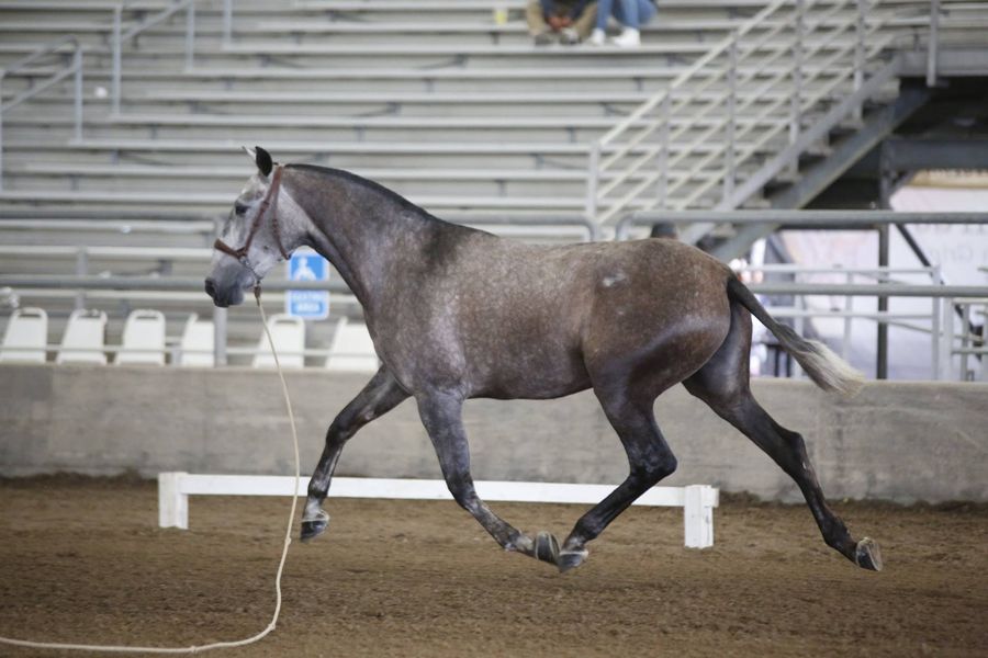 Placeres del Oro Ranch conducts... - Placeres Del Oro Ranch | Facebook