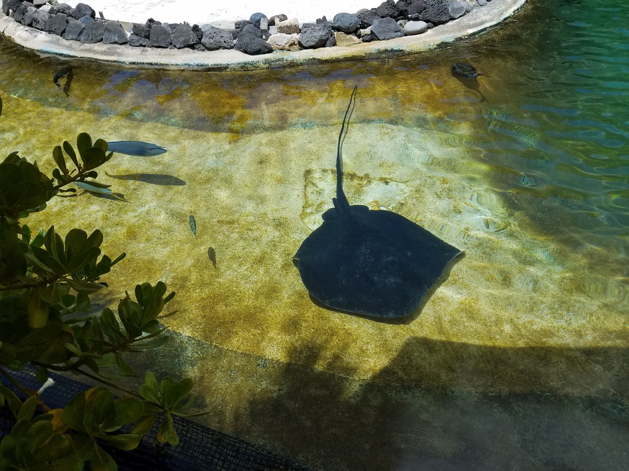 Sea - Adventure awaits at our Hawaiian Reef Encounter, where kids can ...