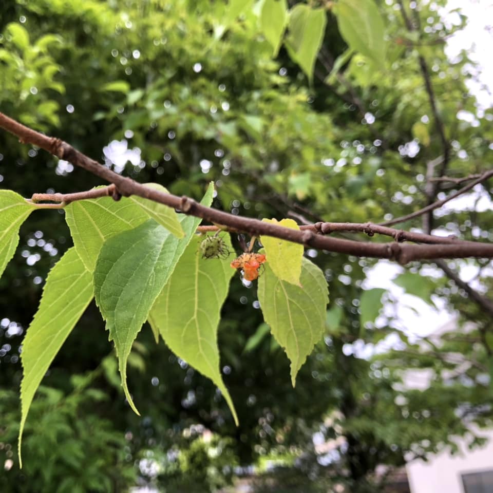和紙の原料「楮」の木につぶつぶした、赤い実が生りました。... - 越前和紙 / Echizen Washi | Facebook
