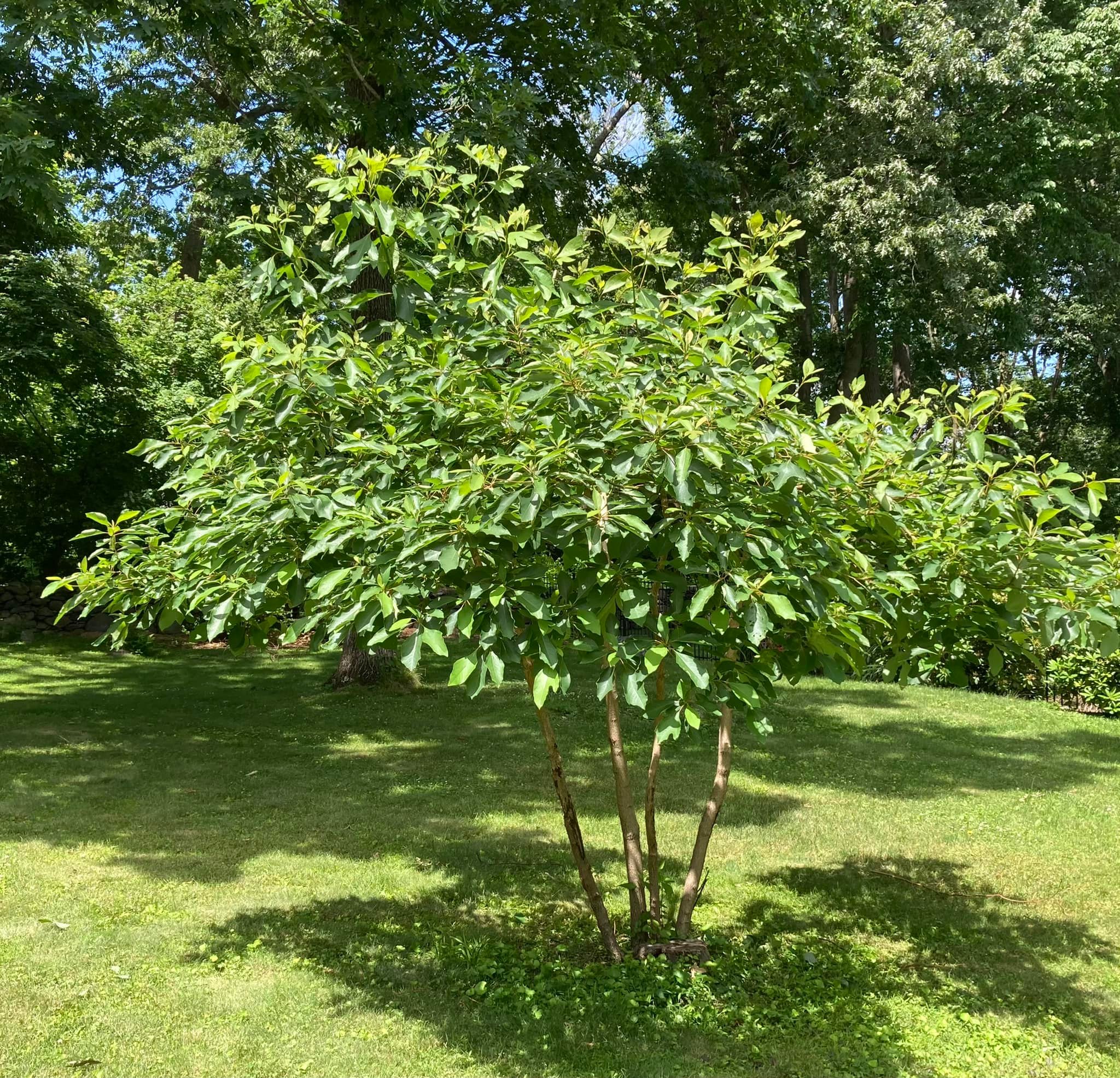 Sassafras shrub growth in Warwick, RI
