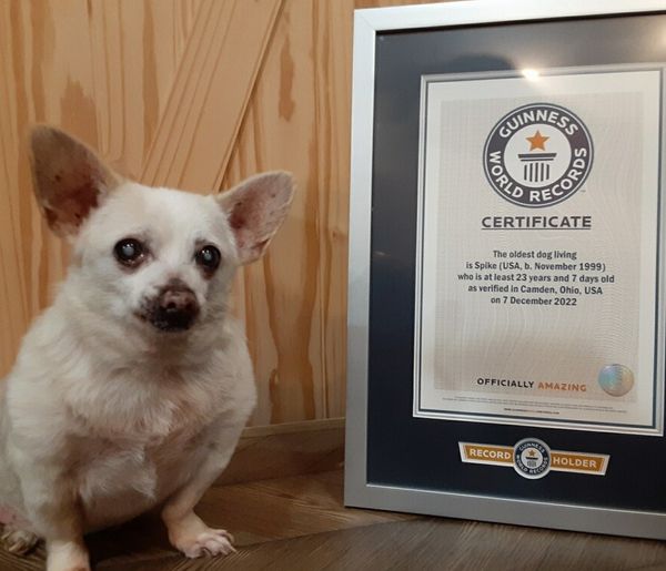 ミュージシャン SPEED DOME TOUR 1999 REAL LIFE DOG TAG Spike, 23-year-old Chihuahua, named world's oldest living dog