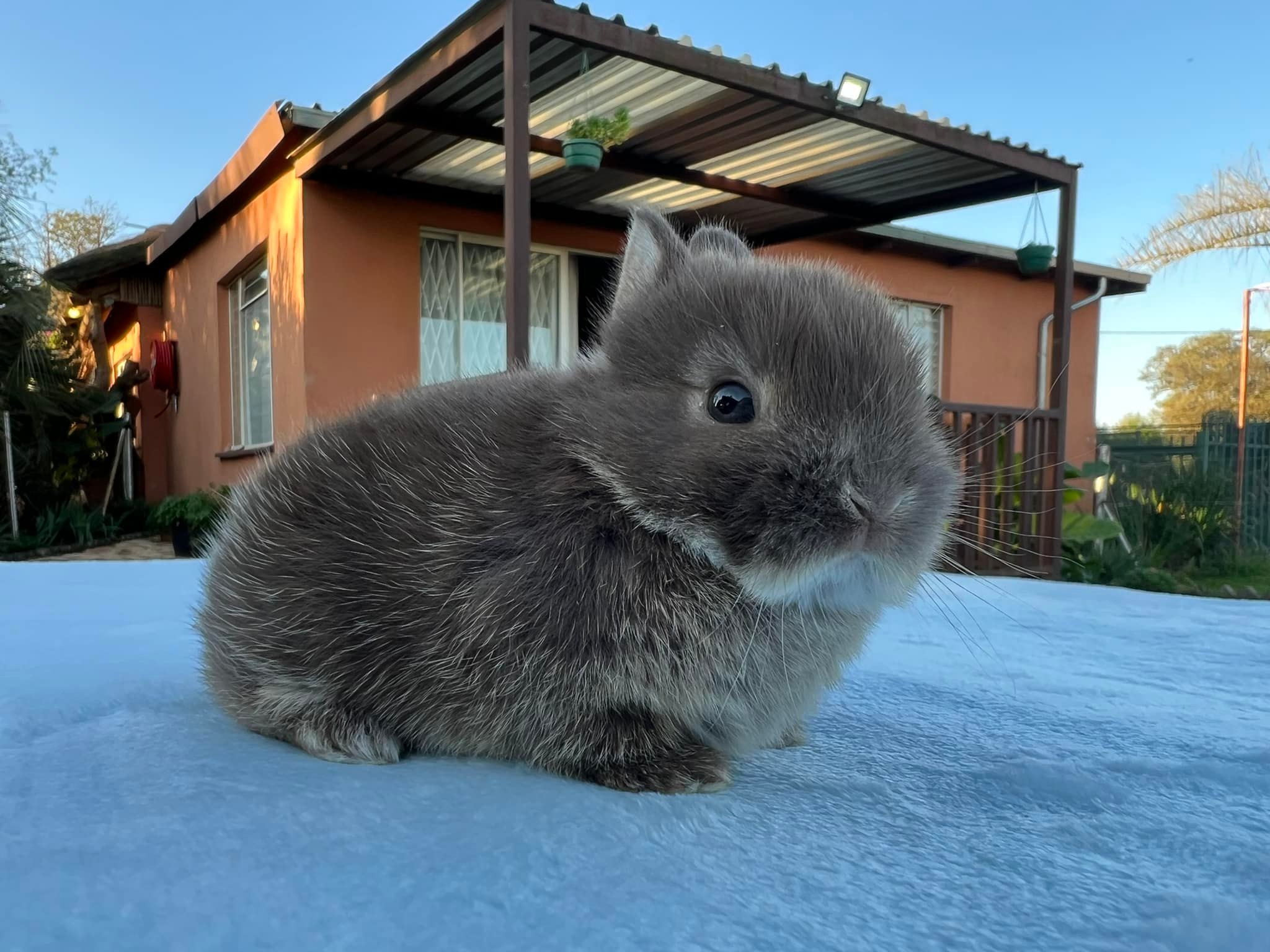 Hops Rabbitry