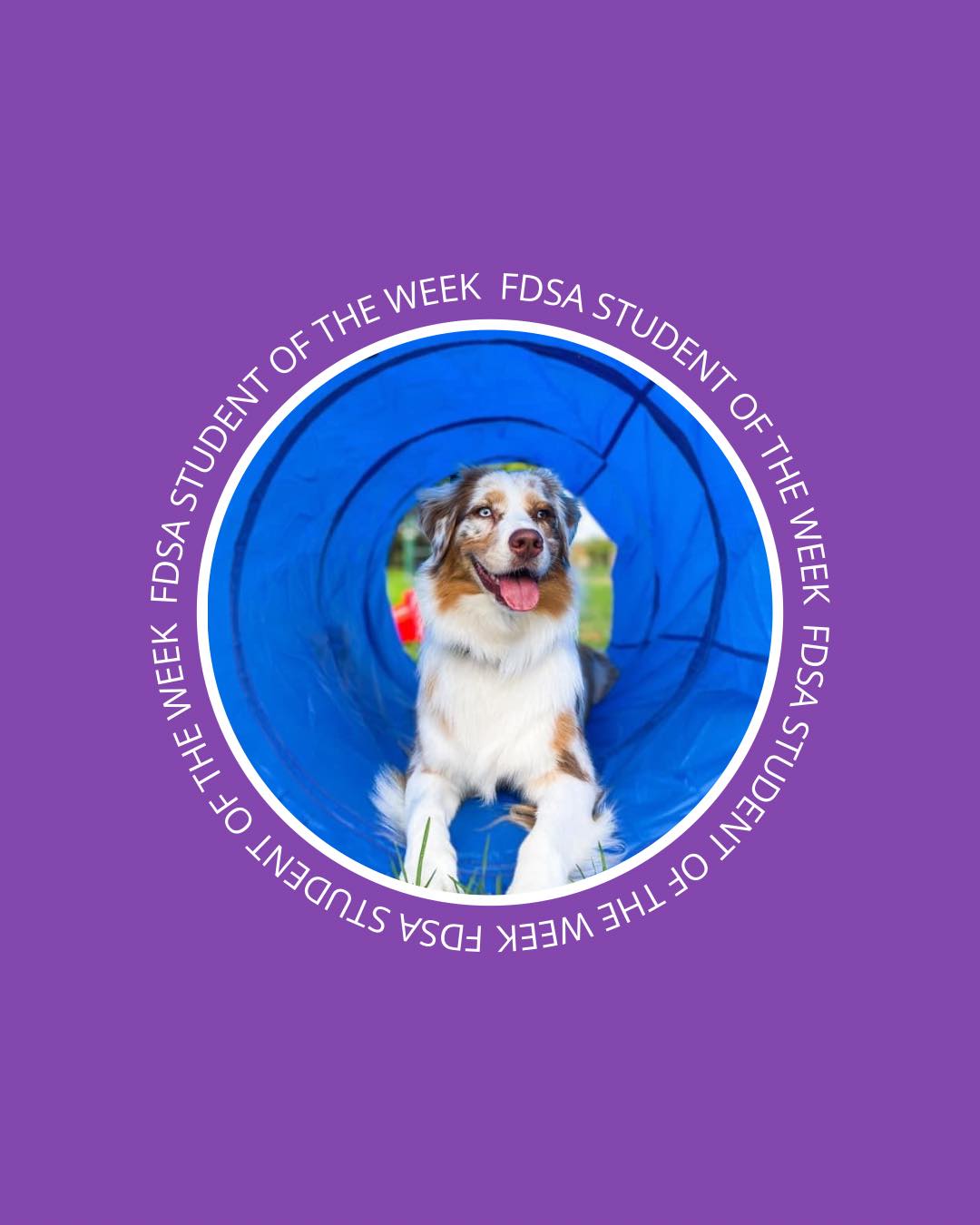 🎉 Congratulations to our FDSA... - Fenzi Dog Sports Academy | Facebook