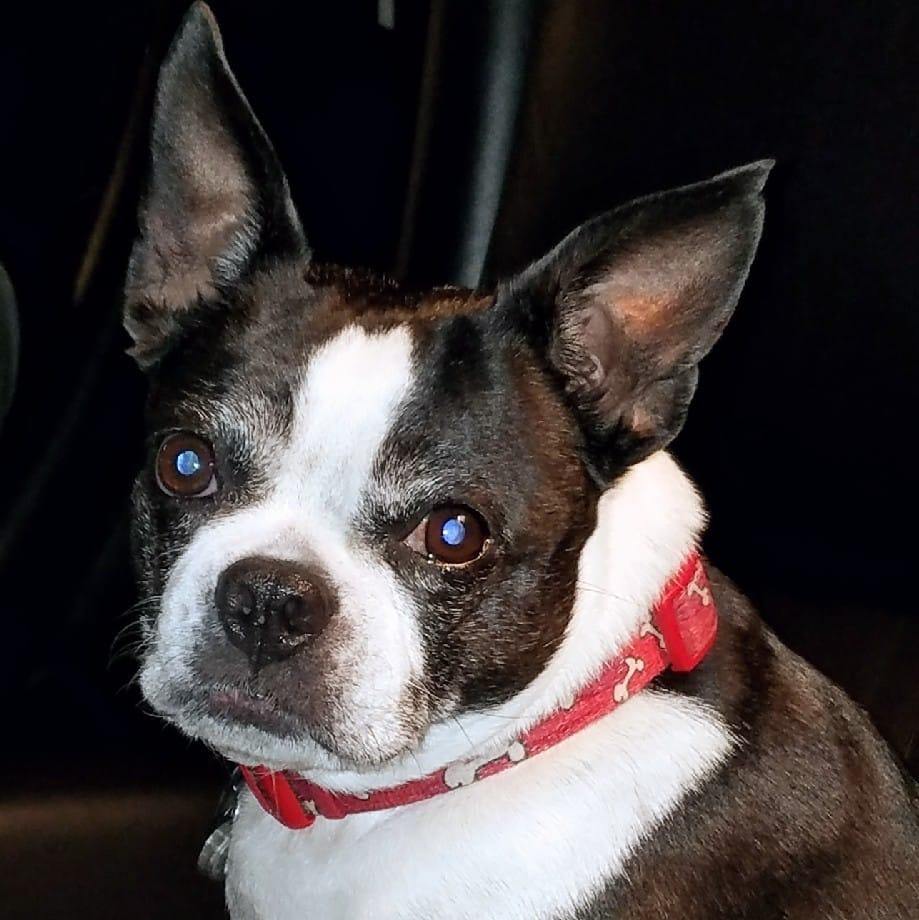 Maggie would rather be outside all day and night, with her ball of ...