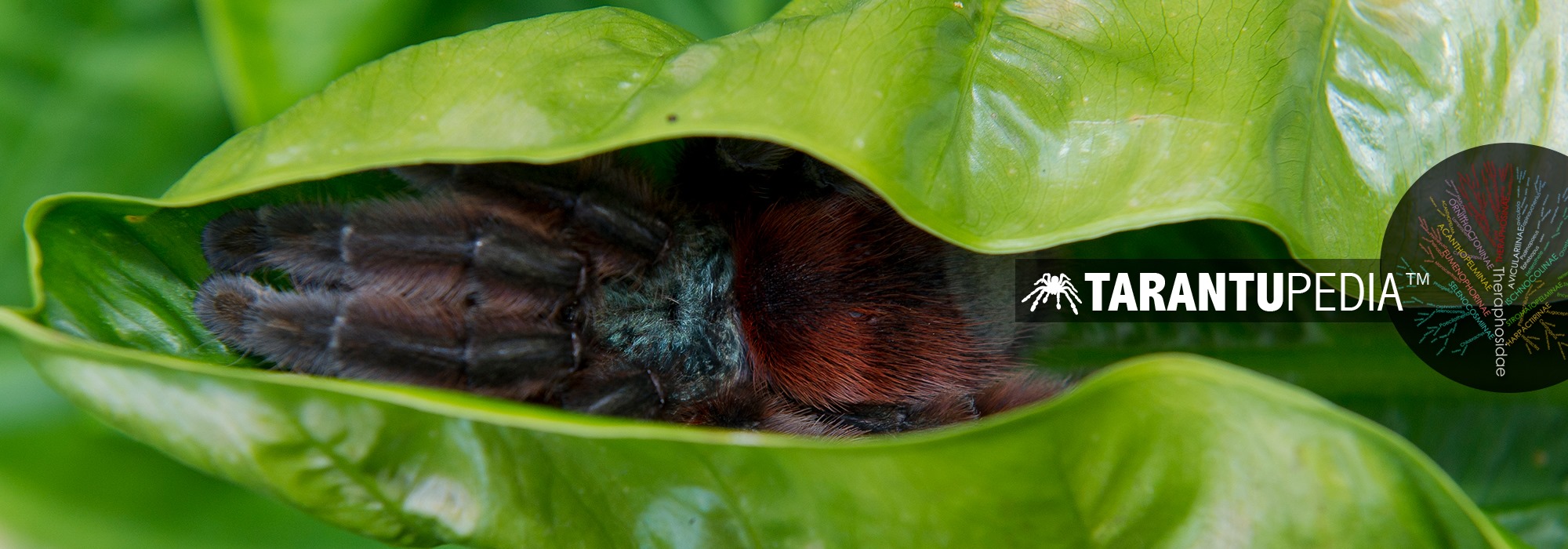 bugsnstuff.com - The perfectly named Question mark cockroach (Therea ...