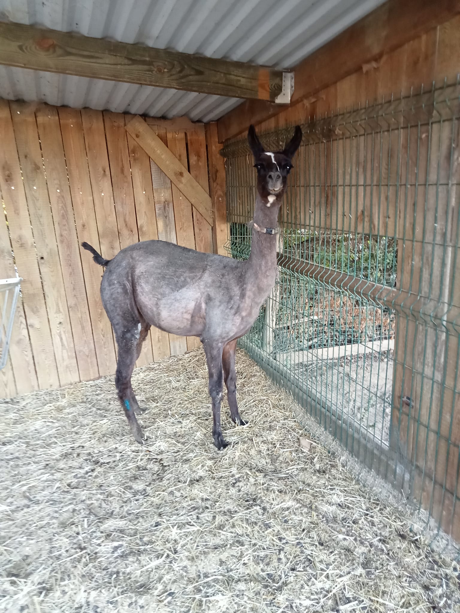 La Ferme De Briska Pédagogique Itinérante