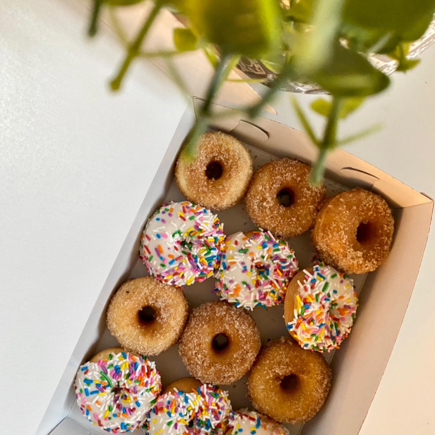 Darling Donuts - Did you know @hamiltondayofficial is...