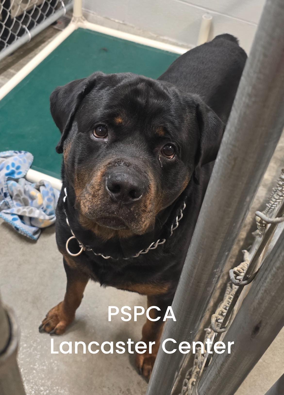 Pennsylvania - ️ reunited ️ Do you recognize me⁉️👇 I am a male ...